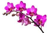 ORCHIDEA